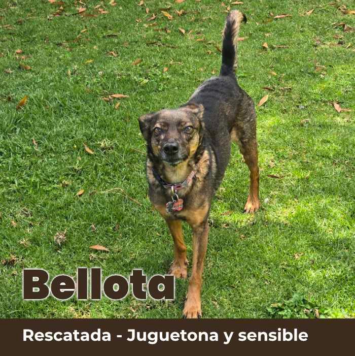 soy bellota